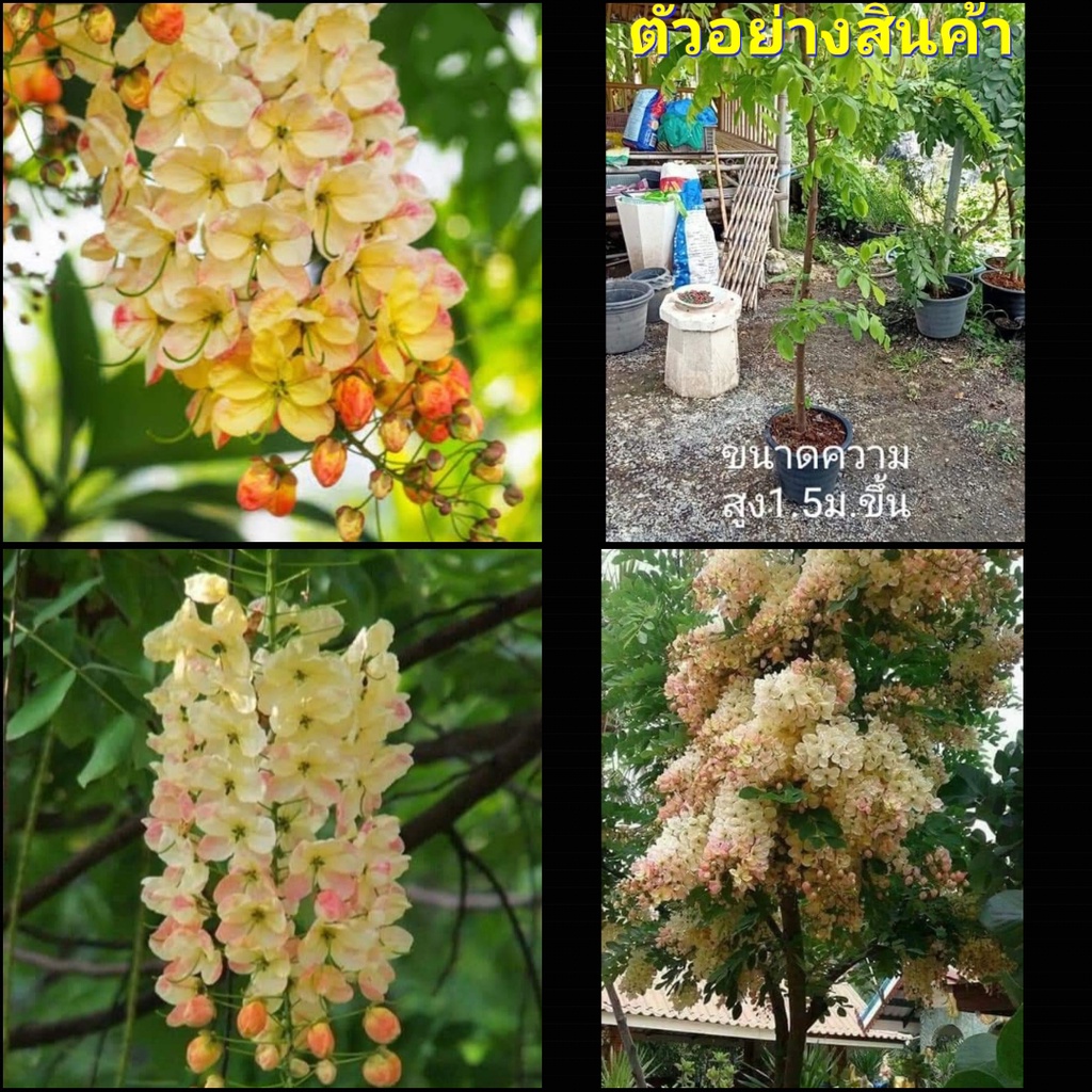 (สูง140-150cm) ดอก ต้น คูณสายรุ้ง คูณ สายรุ้ง คูน ต้นคูณ ต้นคูน สี รุ้ง ขาว เหลือง ชมพู แดง fadel
