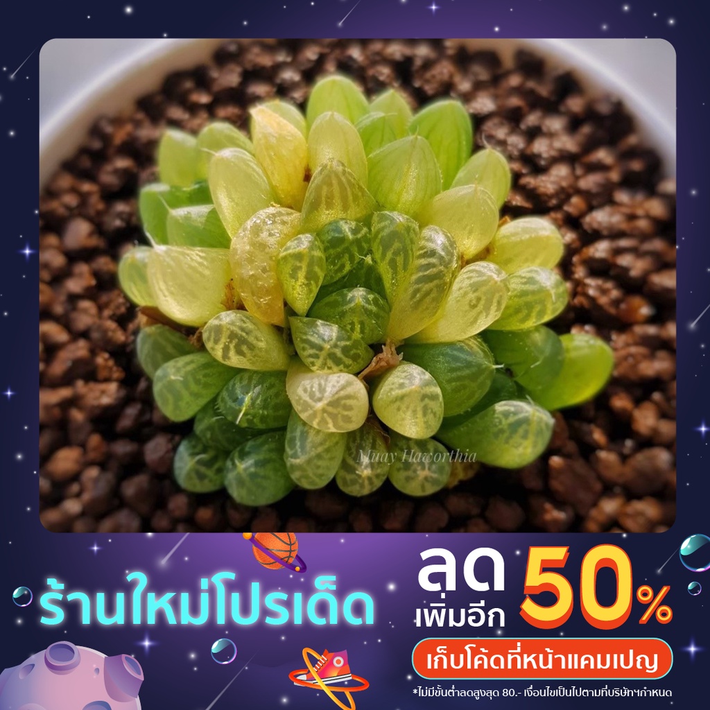 H.umbtalicola KGW1972 A011 (โคล่า)