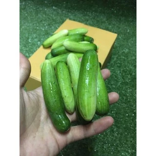 แตงกวาสด 🥒- ผักผลไม้สด