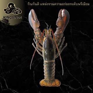 WHOLE RAW LOBSTER CA 500-550 G.กุ้งล็อบสเตอร์ดิบ