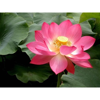 2 เมล็ด เมล็ดบัว สีแดง ดอกใหญ่ นำเข้า บัวนอก สายพันธุ์เมล็ดบัว Lotus seeds