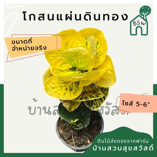 โกสนแผ่นดินทอง กระถาง 5-6 นิ้ว ต้นโกสน เป็นไม้แดด ไม้ด่างสวย ใบสีสันสดใส