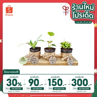 (ลด 70.- โค้ด INC12LF) ชุดของขวัญต้นไม้มงคล เฮงจริงแถมน่ารักมากฟอกอากาศได้ตกแต่งห้อง(แจ้งต้นไม้ที่หมายเหต