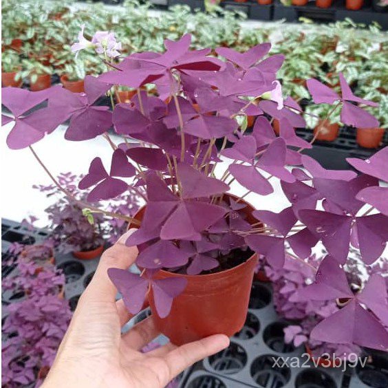 Oxalis Triangularis สามเหลี่ยมใบ酢浆草 rama-rama [SMALL LIVE PLANT]文胸/上衣/通心菜/木瓜/裙子/鲜花/头饰/手链/花园/玫瑰/ USPU