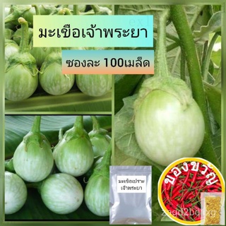 เมล็ดอวบอ้วน100%เมล็ดพันธุ์มะเขือเปราะ เจ้าพระยา 100เมล็ด พันธุ์ผลดก ปลูกง่ายเมล็ดพันธุ์ManilaPurityesculentumLycopersic