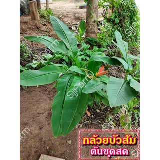 กล้วยบัวส้ม (Flowering banana) เป็นต้นขุดสด จัดส่งขนาดคละไซส์ ขุดตามออเดอร์ จัดส่ง 1-3 วันได้รับสินค้า