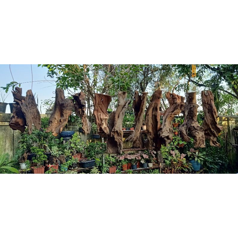 ขอนไม้แขวน ใช้ติดกล้วยไม้ ใช้ตกแต่งสวน ✴️20แถม1✴️