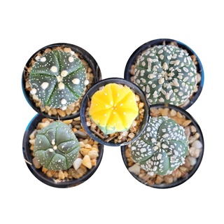 แอสโตรไฟตั้ม(Astrophytum) แคคตัสไร้หนาม ราคาถูก