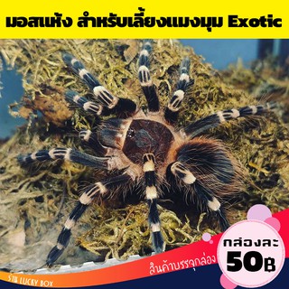 มอสแห้ง มอสแมงมุม เลี้ยงแมงมุม Exotic กล่องละ 50 บาท