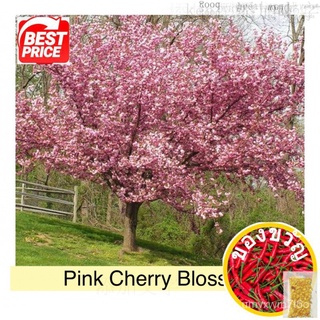 Cherry Blossom Flower Seed Philippine Home Garden Plants Flowers Tropical Seeds (Pink/White)母婴/裙子/帽子/向日葵/seeds/文胸/芹菜/种子/