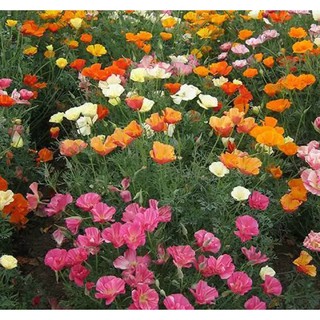 เมล็ดพันธุ์ แคลิฟอร์เนียป็อปปี้ Eschscholzia Californica California poppy 200 เมล็ด เมล็ดพันธุ์นำเข้าจาก อังกฤษ