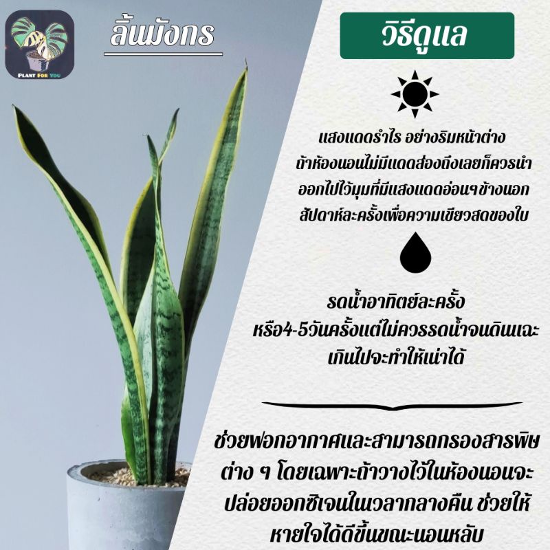 💤ลิ้นมังกร(Snake Plant) มี3สายพันธุ์  ต้นสูง40-50ซม. พร้อมกระถางครบชุดพร้อมปลูก (ต้นไม้ฟอกอากาศ) รูปที่ 6