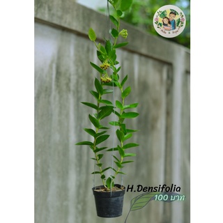 ต้นโฮย่าH.densifolia