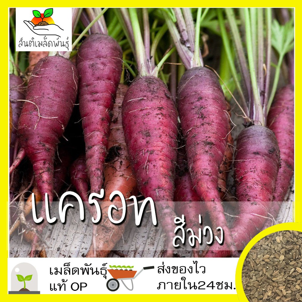 เมล็ดพันธุ์ แครอท สีม่วง 300 เมล็ด Cosmic Purple Carrot Seed เมล็ดพันธุ์แท้100%นำเข้าจากต่างประเทศ ปลูกผัก สวนครัว โตไว