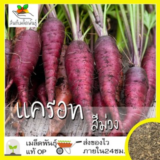 เมล็ดพันธุ์ แครอท สีม่วง 300 เมล็ด Cosmic Purple Carrot Seed เมล็ดพันธุ์แท้100%นำเข้าจากต่างประเทศ ปลูกผัก สวนครัว โตไว