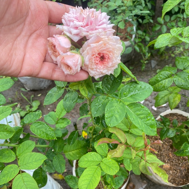 กุหลาบเลื้อยสีชมพูอ่อนบานเป็นพวงวิลเลี่ยมคริสตี้