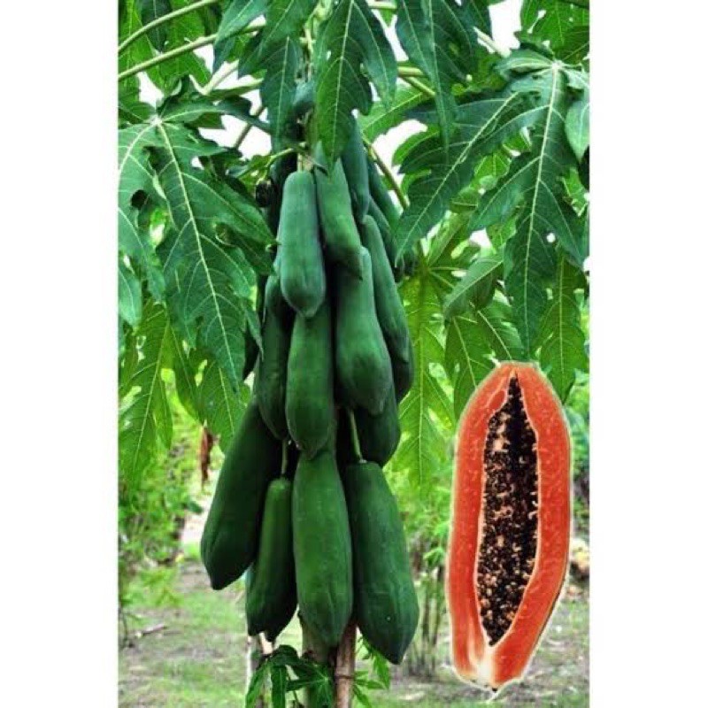 เมล็ด มะละกอ พันธุ์แขกดำแดงรัศมี ( Papaya Seed ) บรรจุ 6 เมล็ด