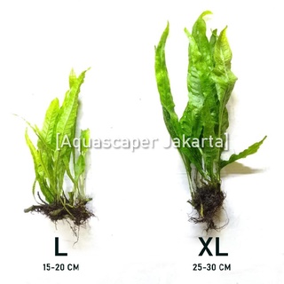 Java Fern Carrow Leaf Microsorum Pteropus รองเท้าผ้าใบลําลองขนาดใหญ่