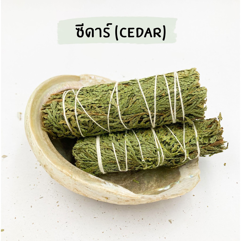 รวมกัน 103+ ภาพพื้นหลัง ต้นสน ซี ดาร์ คมชัด