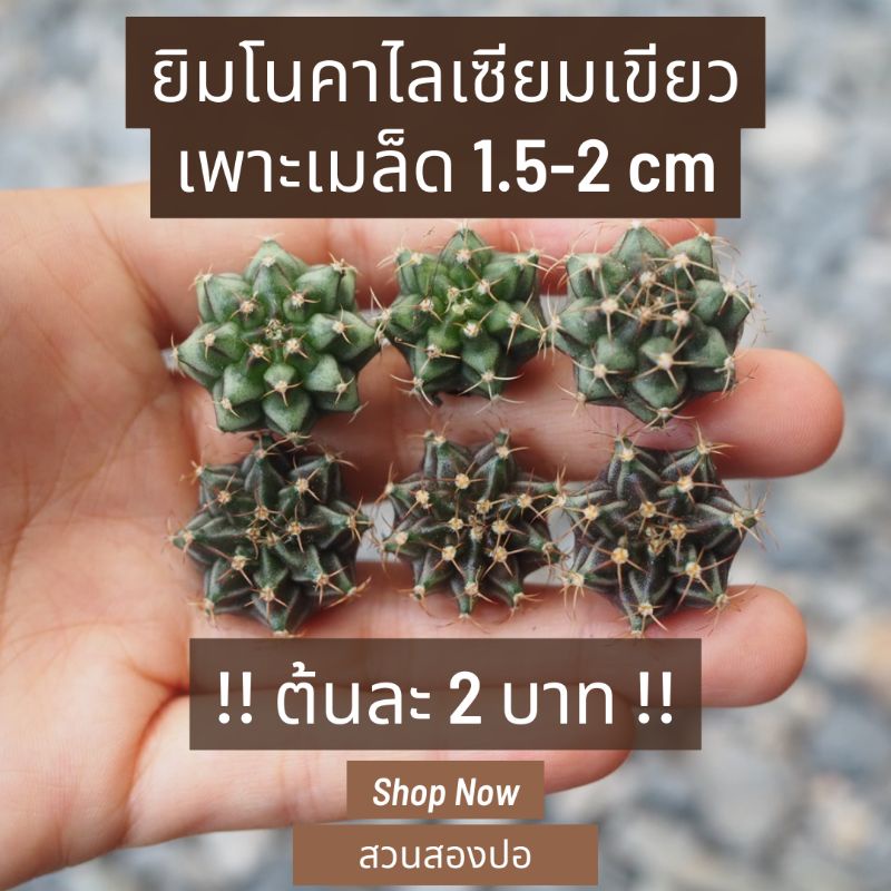 ยิมโนเขียว เพาะเมล็ด ต้นละ 2 บาท ชุดละ 5 ต้น
