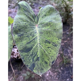 🌿 TLP Colocasia Mojito บอนโมจิโต้