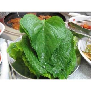 เมล็ด ใบงาเขียว เกาหลี พันธุ์กรุงโซล Green Perilla ( Shiso ) Seed ) บรรจุ 200 เมล็ด