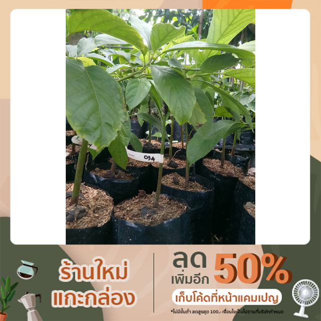 ต้นอาโวคาโดเสียบยอด 034 (เวียดนาม)