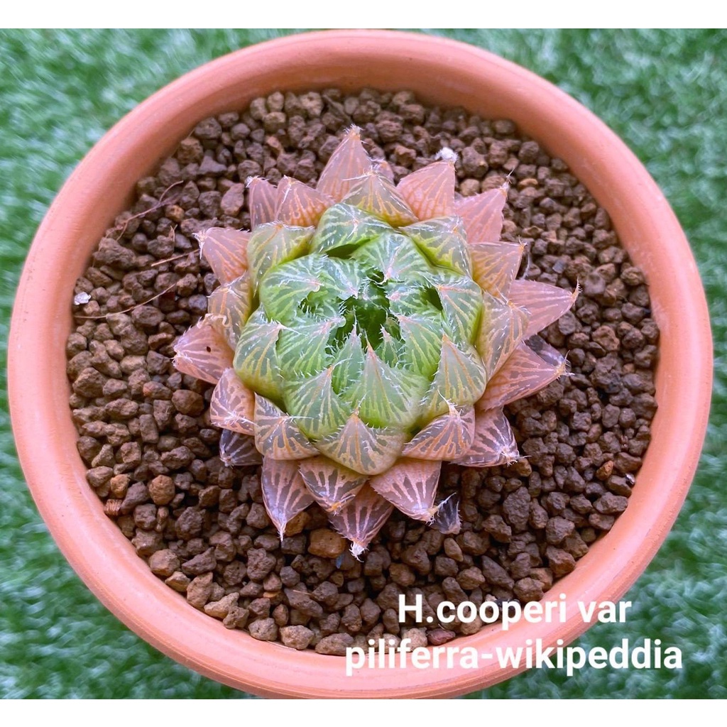 H.cooperi var piliferra-wikipeddia A001 (บัวหยก)
