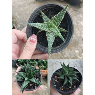 อโลเวร่า ไฮบริด  Aloe hybrid / ฮาโวเทีย haworthia 🌵 พร้อมกระถาง 4 นิ้ว