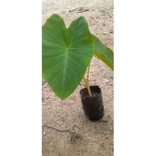 Colocasia บอนลายสีเหลือง ต้นเหลือง สวยมาก♥️ตัดใบส่ง♥️