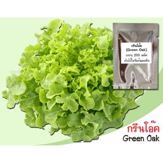 เมล็ดพันธุ์กรีนโอ๊ค (Green Oak Leaf) 200 เมล็ด กรีนโอ๊ค เมล็ดพันธุ์สลัดกรีนโอ๊ค สลัดกรีนโอ๊ค เมล็ดกรีนโอ๊ค เมล็ดผักสลัด