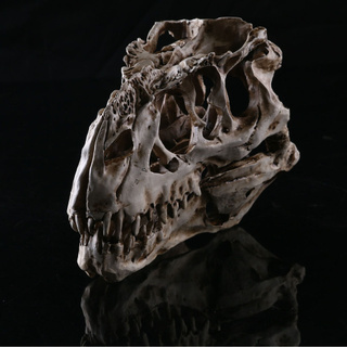 JAPAN โมเดล หัวกะโหลก ไดโนเสาร์ Dinosaur ไทแรนโนซอรัส Tyrannosaurus Rex ของขวัญ Gift Limited edition ของสะสมคอลเลคชั่น