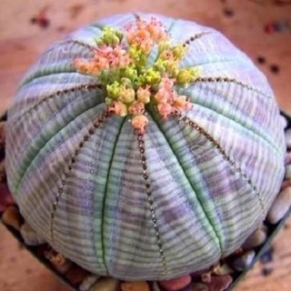 ยูโฟเบีย โอเบซ่า Euphorbia Obesa 🐸