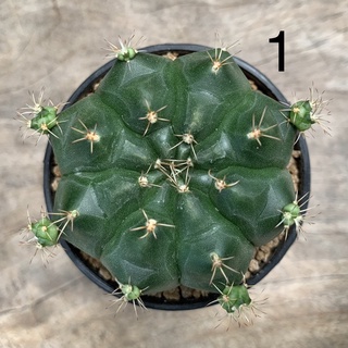 ยิมโนแดมซิไอ, ยิมโนแม่ลูกดก (Gymnocalycium damsii)