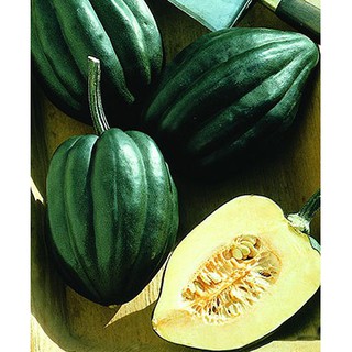 เมล็ด ฟักทองอะคอน สครอช - Acorn Squash