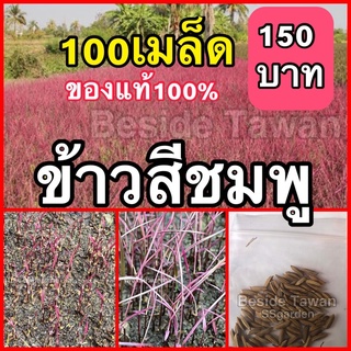 พันธุ์ข้าวสีชมพู(Pink Lady) บรรจุ100เมล็ด ราคา150บาท