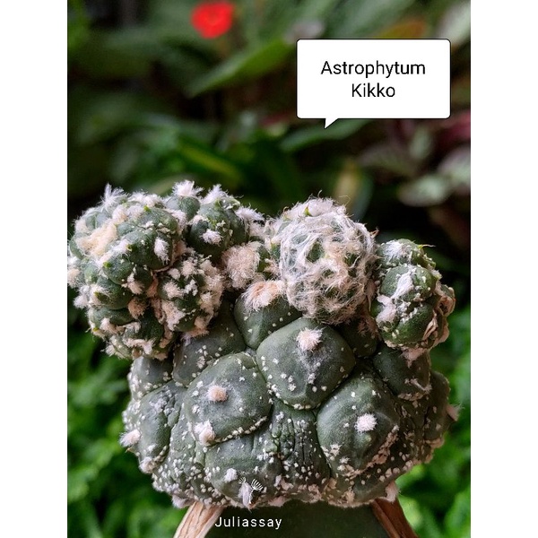 Astrophytum Kikko Lizardskin หน่อเด็ดสด cactus