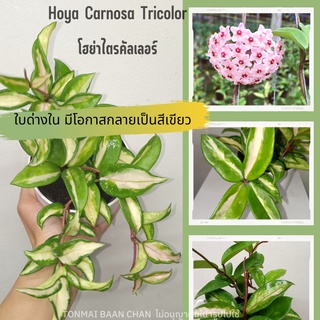 Hoya Carnosa tricolor โฮย่าไตรคัลเลอร์ ใบ 3 สี ดอกสีชมพู ไม้แขวนประดับ