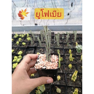 แคค​ตัส​ ยูโฟเบีย Euphorbia Sp Nova Somalia Hordio แคค​ตัส​ กระบองเพชร​