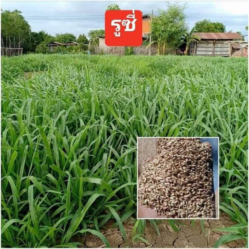 เมล็ดพันธุ์หญ้ารูซี่ ขนาด 250 กรัม พืชสำหรับให้สัตว์ ราคาถูก