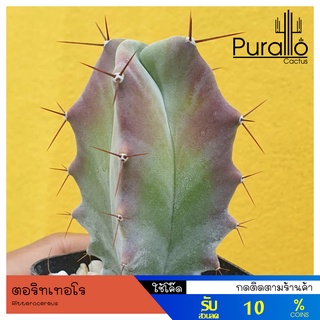 ต้นกระบองเพชร ตอริทเทอโร Ritterocereus(Stenocereus) pruinosus #ไม้เพาะเมล็ด #ตอกราฟ #cactus #แคคตัส