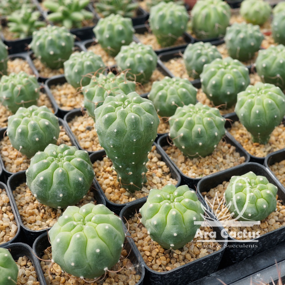 สวนขายเอง! มาตูคาน่า ไม้เมล็ด Matucana madisoniorum รูปที่ 4