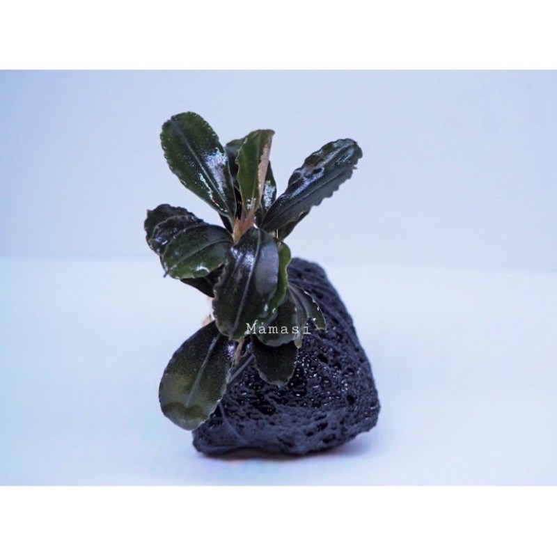(ไม้ประดับตู้ปลา) bucephalandra green wavy sp. Dwarf
