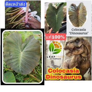 เเท้100% Colocasia Dinosaurus บอนดึกดำบรรพ์ หรือ บอนไดโนเสาร์ บอนไดโนซอรัส