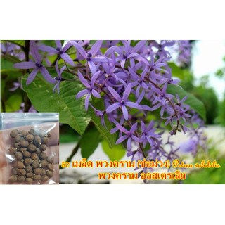50 เมล็ด พวงคราม (ช่อม่วง) Petrea volubilis พวงคราม ออสเตรเลีย ออกดอกช่อใหญ่ ออกดอกทั้งปีเลี้ยงง่าย