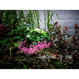 hygrophila sp chai ไม้เนื้อเยื้อระดับ ⭐A class