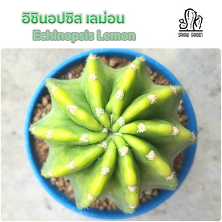 🌵 อิชินอปซิส เลม่อน • Echinopsis Lemon