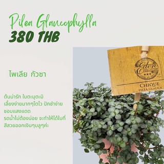 ต้นpilea glauca ไพเลีย นำเข้า