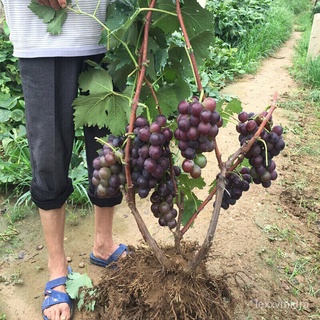 [100% เพิ่มในรายการโปรดเมล็ด] ผสมพันธุ์เมล็ดองุ่นผลไม้การปลูกเมล็ด (กระเป๋าแต่ละใบ100เมล็ด) บอนไซไม้ผลเมล็ดพืชปีนเขาเมล็