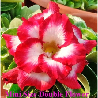 12 เมล็ด เมล็ดพันธุ์ ชวนชม สายพันธุ์ไต้หวัน ดอกซ้อน Adenium Seeds